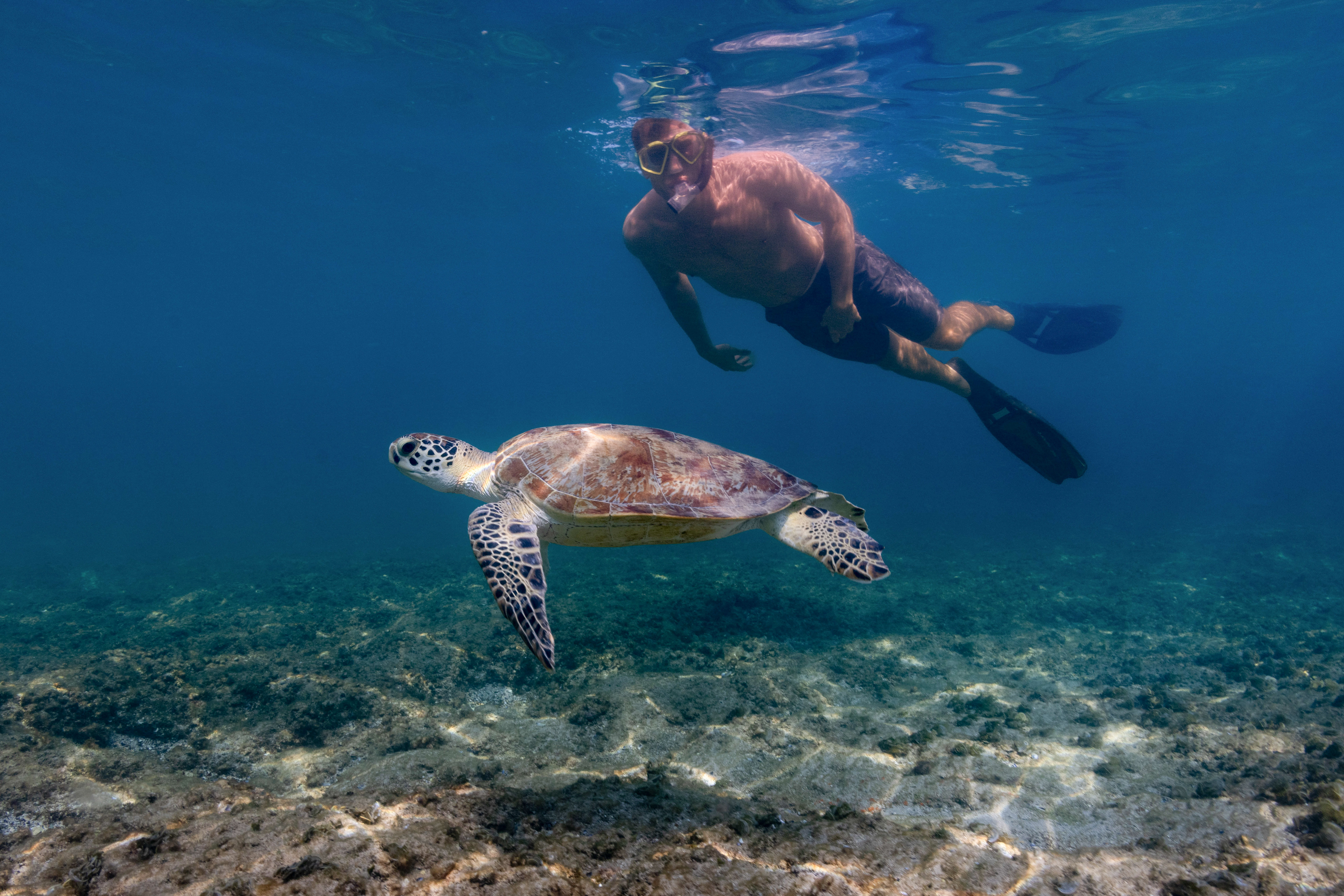 Underwater photograph of snorkeler with sea turtle swimming over reef in Dibba Fujairah