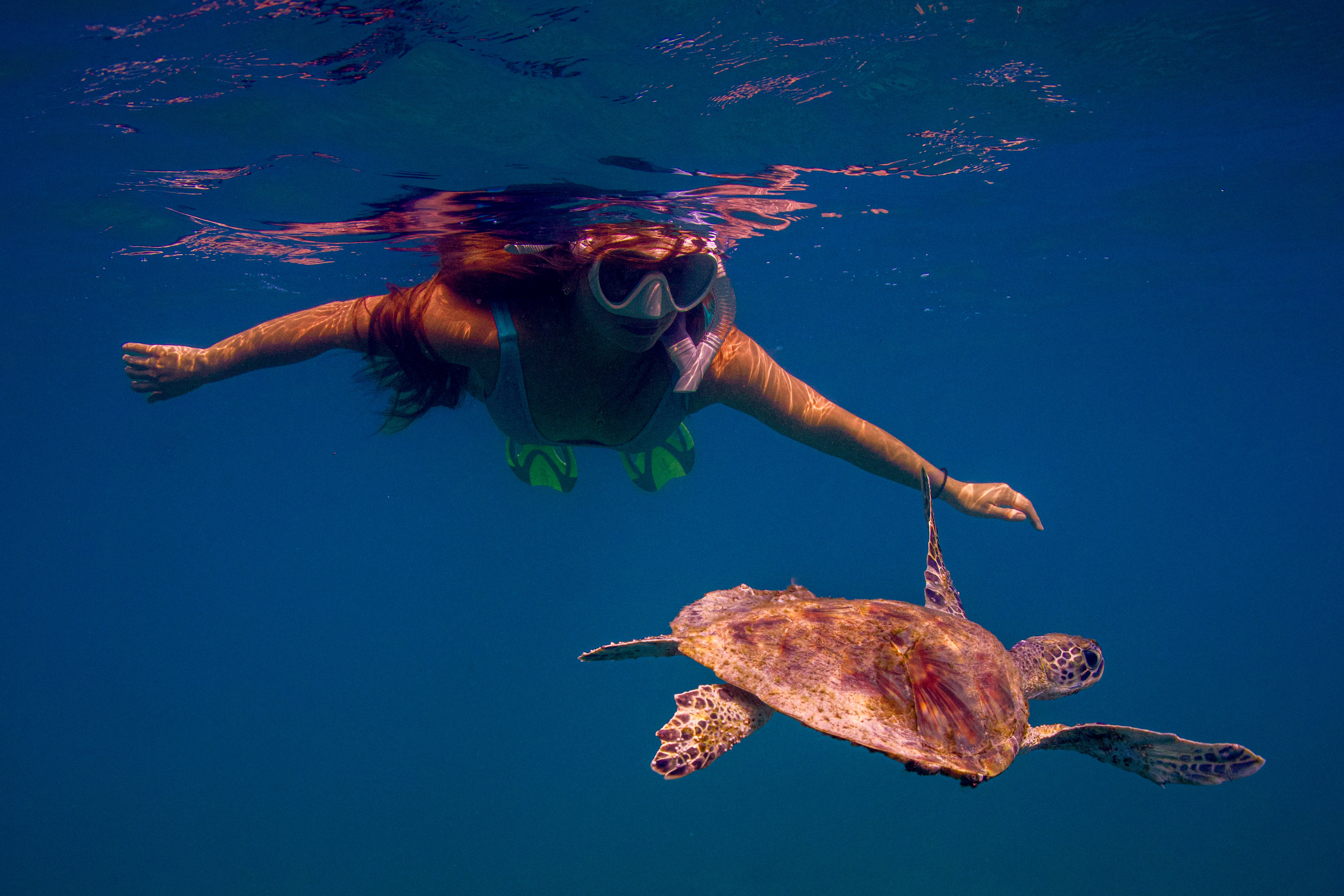 Turtle snorkeling in Dibba Fujairah UAE with wild sea turtle underwater