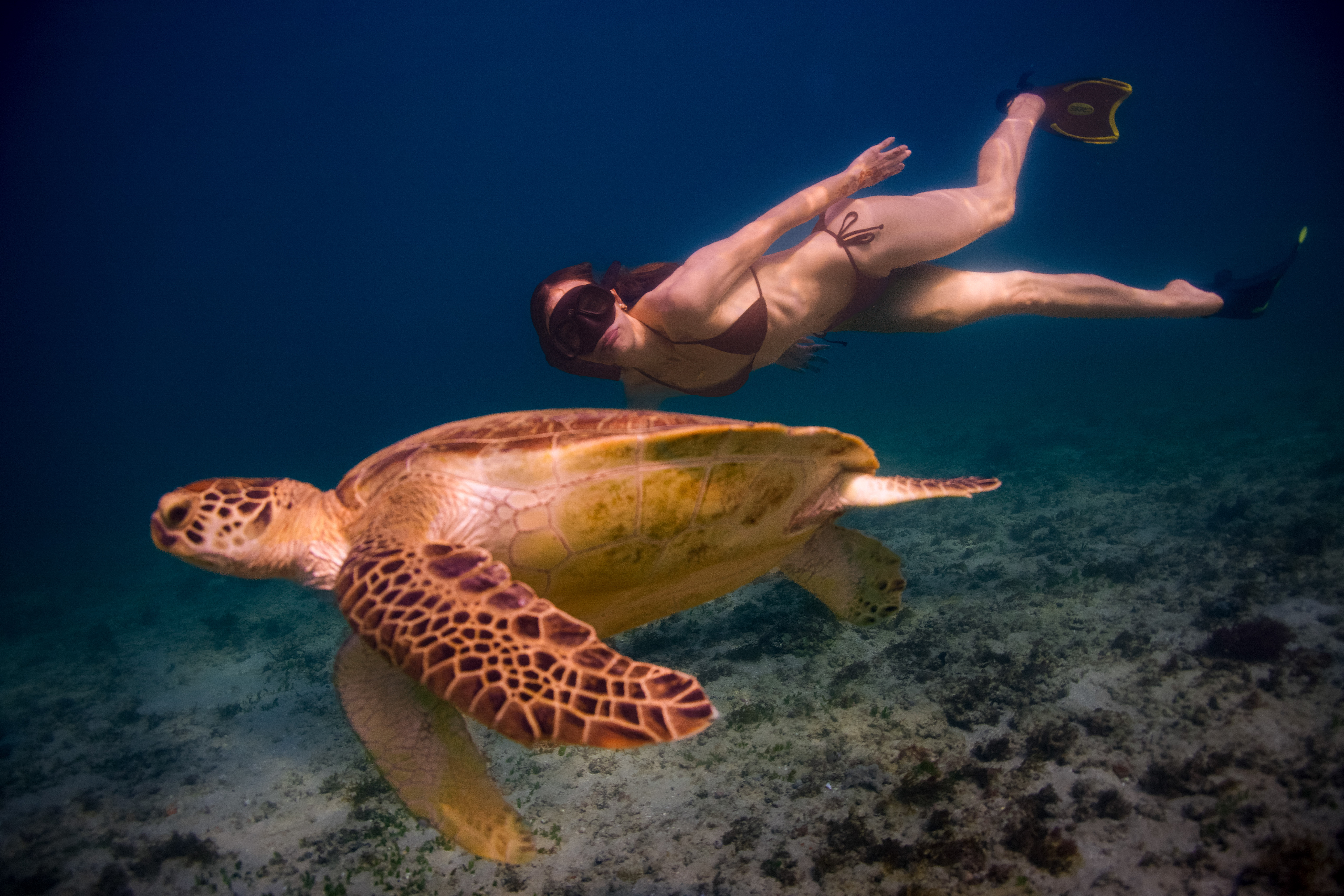 Underwater photograph of snorkeler with sea turtle in Dibba Fujairah