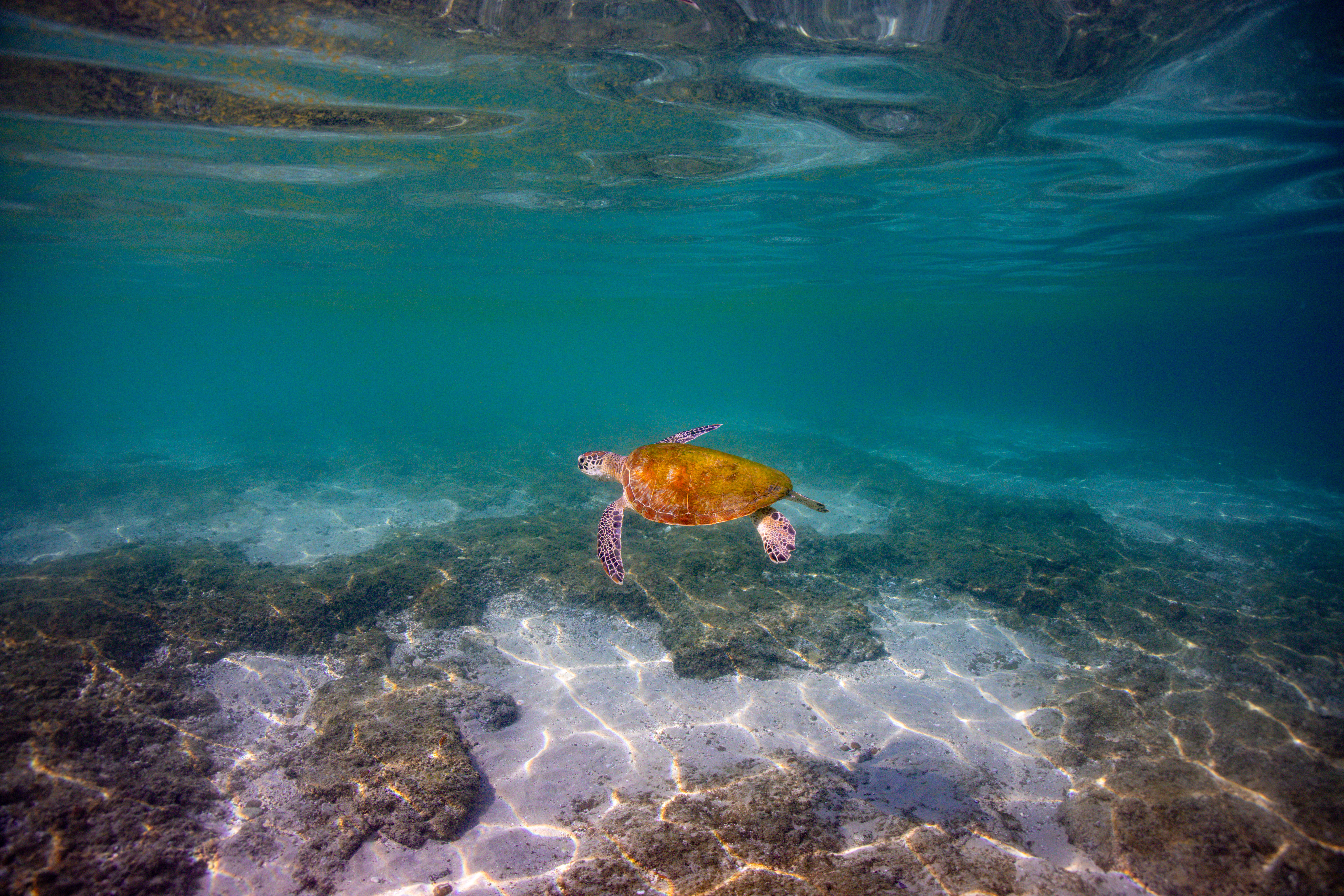 Underwater photograph of sea turtle swimming with sunlight patterns in Dibba Fujairah