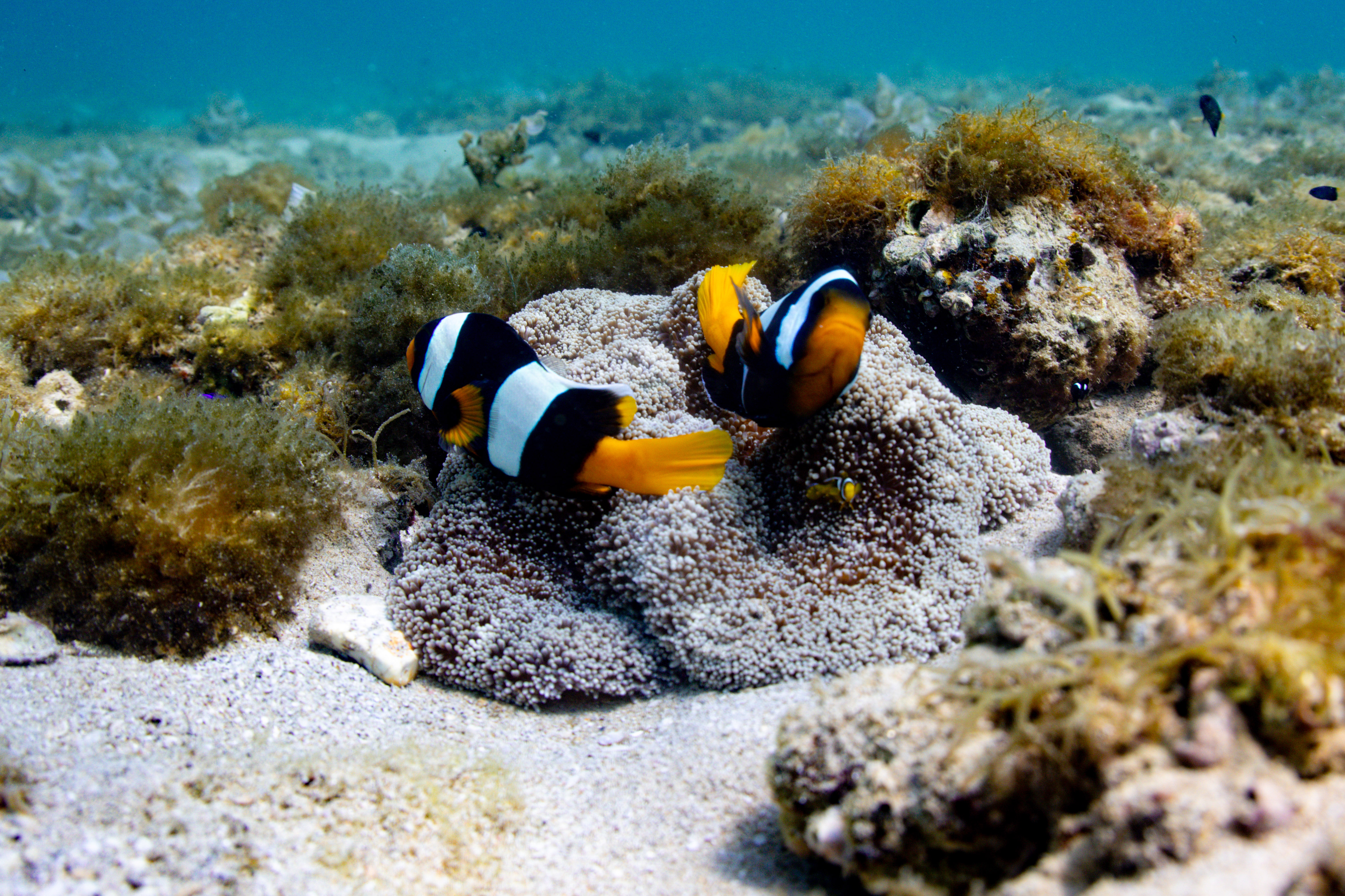 Underwater photograph of clownfish around coral in Dibba Fujairah