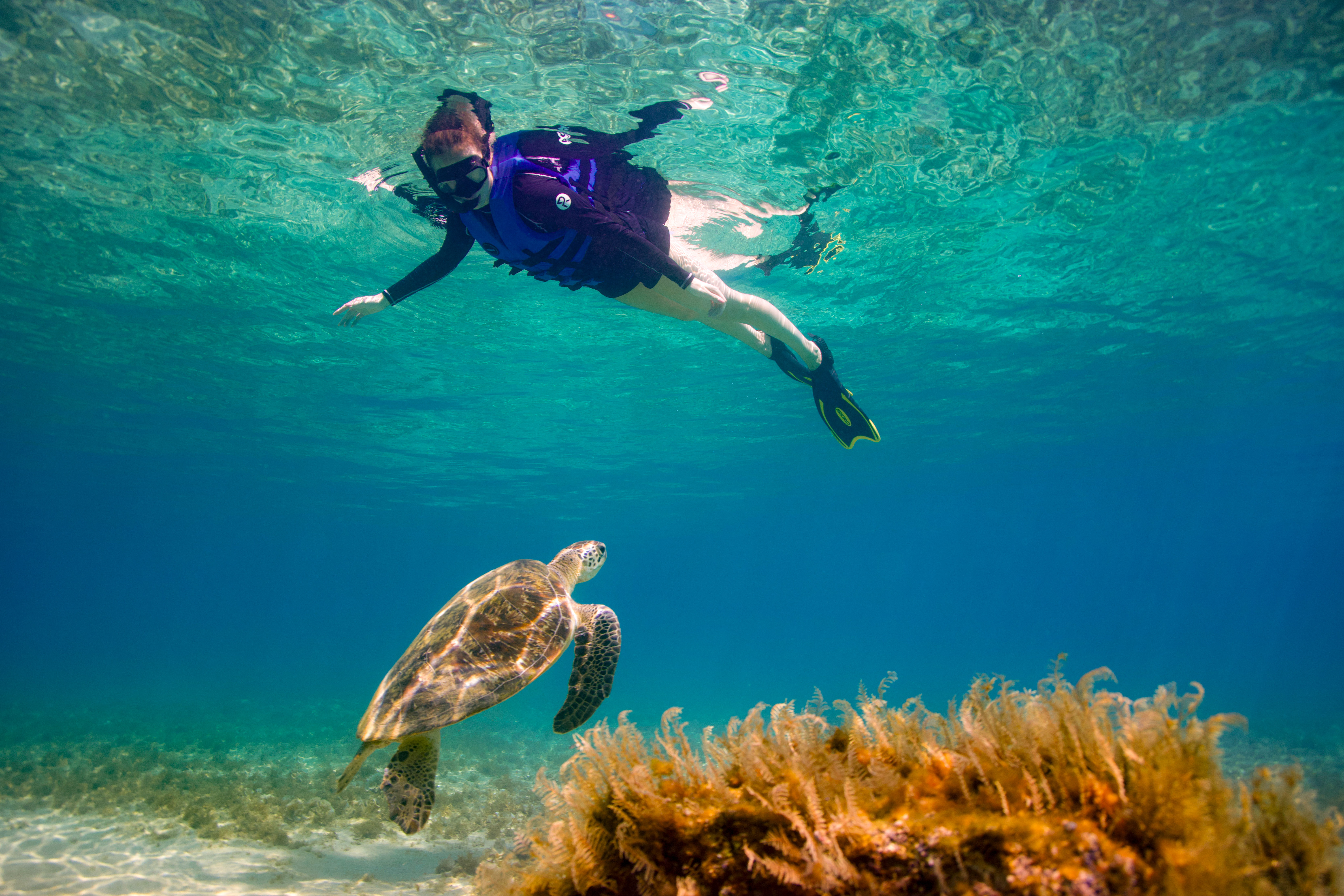 Swimming with wild sea turtles in Fujairah near coral reef