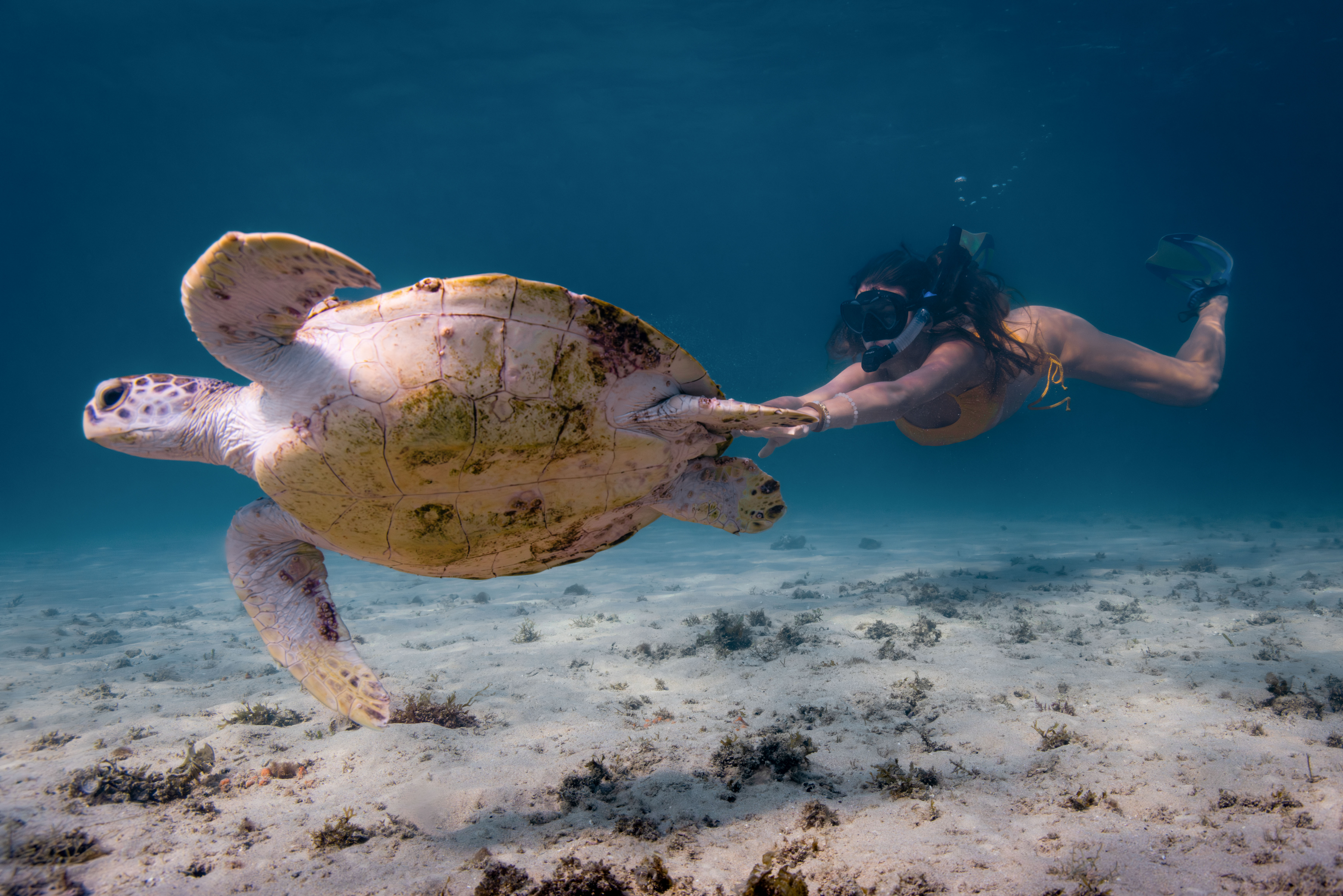 Underwater photograph of snorkeler with sea turtle over sandy bottom in Dibba Fujairah